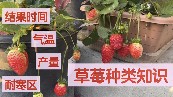 【一起種草莓之一】選擇好吃又適合的品種｜草莓種類小知識 - 天天要聞
