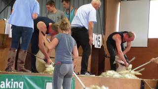 Black Isle Show 2017, Sheep Shearing, Open Final