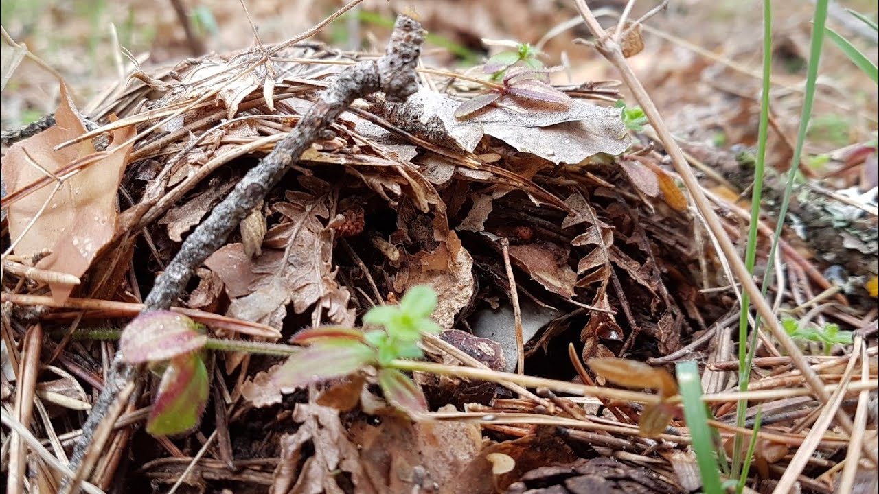 ¿Cuando salen los Marzuelos? (Truco buenisimo de eclosión de Marzuelo)