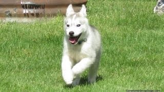 Siberian Husky Puppy Memphis's Story How we got her and Picked her name