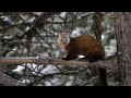 Martre damrique  pine marten