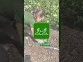 Sadzenie cebulek kwiatowych - krok po kroku! 🌸