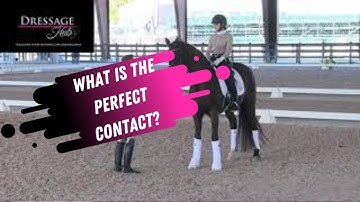 What Is The Right Amount Of Contact In The Reins In Dressage?