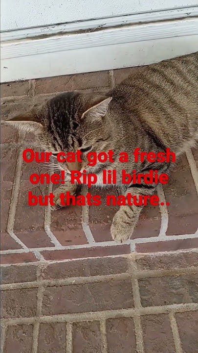 cats-kill-for-sport-if-only-hed-go-after-voles-right-lol-youtube
