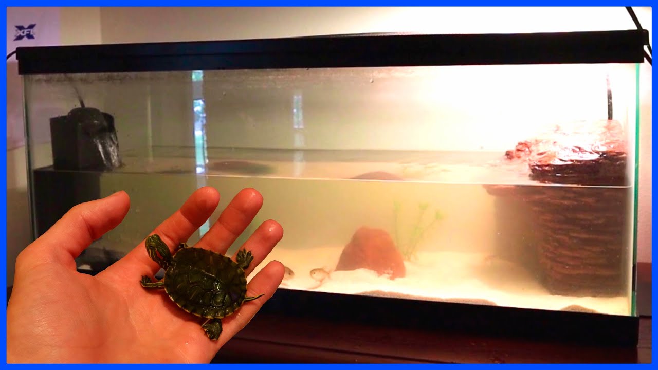 20 Gallon Tank Setup For New Baby Turtle! (Sheldon Jr.) 
