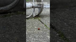 Accidentally Shogun Assassin #learnswordfighting #londonlongswordacademy #martialarts