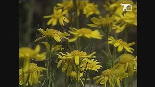 Exploring Idaho: Desert flowers