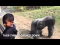 Omaha Zoo - Gorilla Whisperer