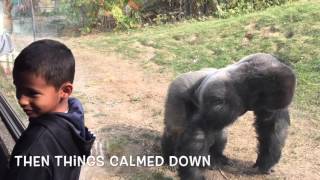 Omaha Zoo  Gorilla Whisperer