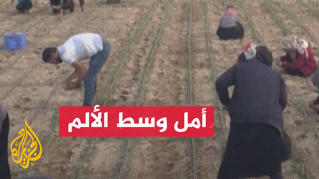رغم القصف والحرب.. نازحون فلسطينيون يزرعون حقول دير البلح
