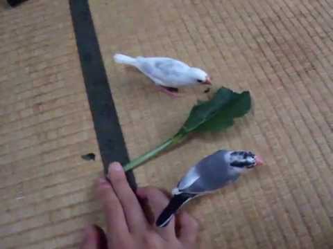 文鳥に小松菜を与えてみた