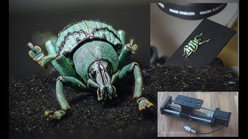 First steps into macrophotography with a WeMacro Rail