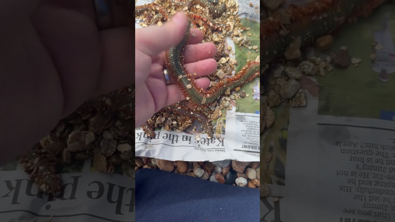 Monster farmed ragworm