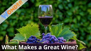 Five Main Steps of High-quality Wine-making From Grape to Bottle | Wonder | Wonder