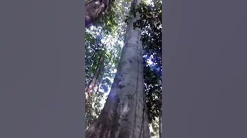 Old Growth Tree in Thai Jungle  Look how Wide it's Base is