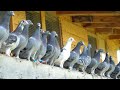 A Day in the Life of Young Racing Pigeons - 2021 Generation