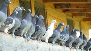 A Day in the Life of Young Racing Pigeons