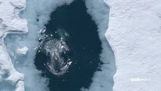 1000 Mile Ice Highway: A Narwhal Journey | Nature's Great Events | BBC America Hd Web Extra Whale Gulp Nature S Great Events Bbc