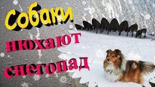"Собаки нюхают снегопад".Собаки породы шелти и московская сторожевая "Собаки нюхают снегопад".Собаки породы шелти и московская сторожевая