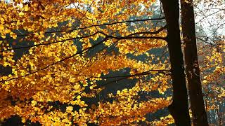 Free stock video background loop of branches leaves plant