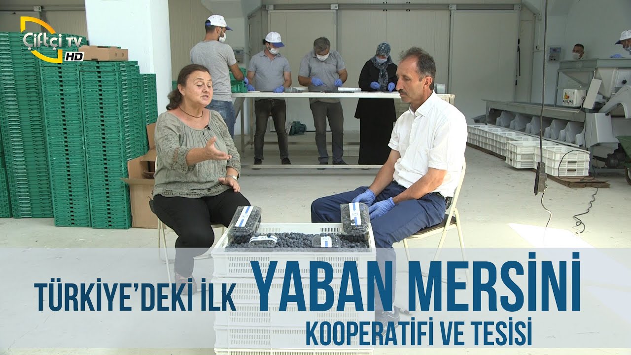 YABAN MERSİNİ (Türkiye'deki İlk Yaban Mersini Kooperatifi ve Tesisi) - Tarladan Bahçeye #bursa