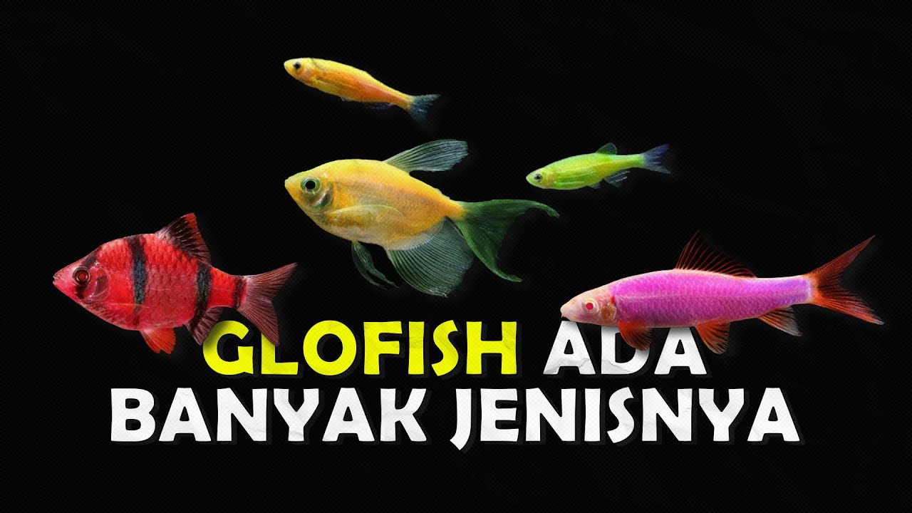GAK CUMA BLACK TETRA, TERNYATA ADA BANYAK JENIS IKAN GL… — Transcript