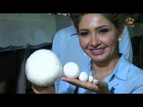 جولة مع الشيف علا نيروخ في بيت الفطر و معرفة طريقة زراعته