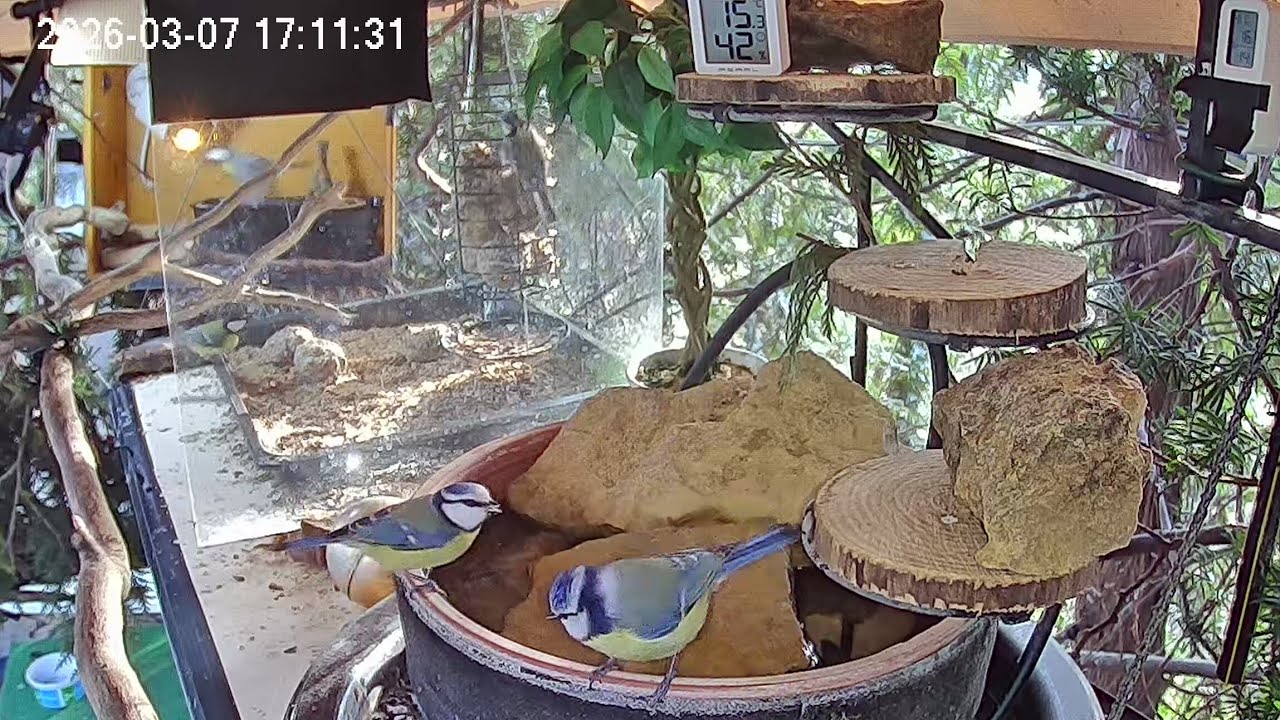 Ruhiger Nachmittag am Vogel-Spa (07.03.2026)