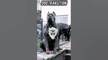 Dog transition video. #short #ytshort #transition #animals #usa