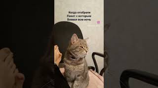 Вот Как Теперь Быть #Юмор #Shortscats #Ржачныевидео #Tiktok #Cat #Приколы #Кот