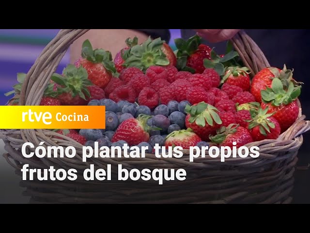 Cómo plantar frutos rojos en casa?