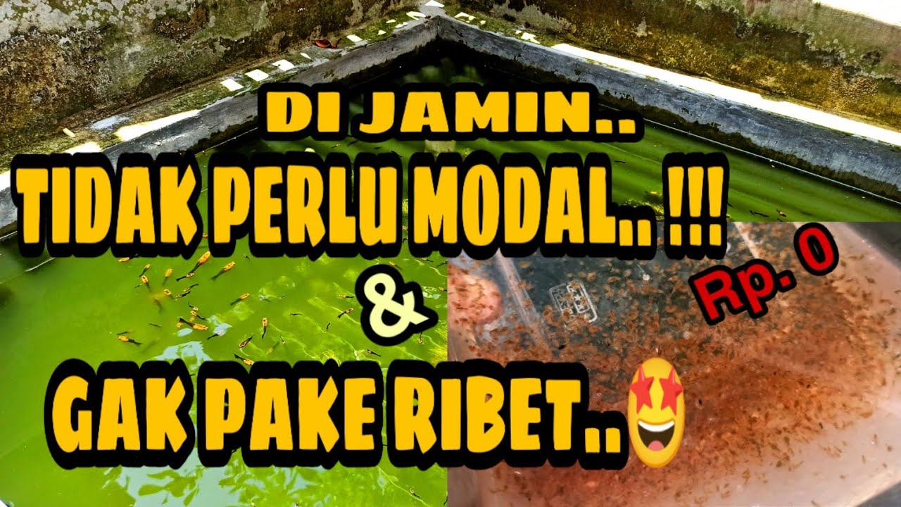 CARA KULTUR KUTU AIR RAKSASA ||DAPHNIA MAGNA||SIMPEL, MUDAH & MURAH.