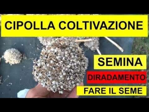 Video: Problemi Durante La Coltivazione Delle Cipolle