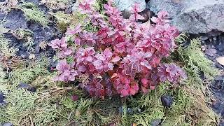 видео: 🍃Очередные истории про растения🌿 картинка: 🍃Очередные истории про растения🌿