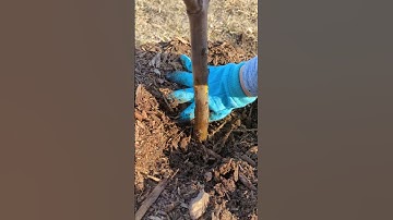 How to Mulch Your New Trees ~ Short