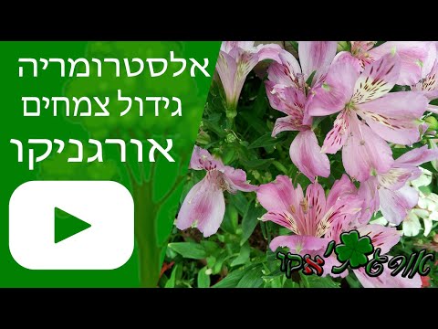 וִידֵאוֹ: גידול הידראנגאה בחוץ באוראל