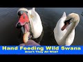 Hand Feeding Wild Swans With 5 Aggressive Barking Dogs