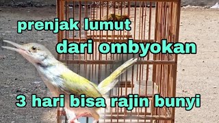 Cara merawat prenjak lumut dari ombyokan biar cepat bunyi