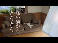 変な野良猫を、犬派一家が保護しました。