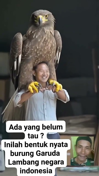 Burung garuda