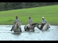 THE WELSH PONY  -  LAZY J WELSH PONY RANCH, LINDEN, TX