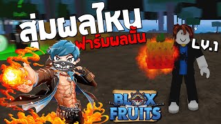 Roblox สุ่มได้ผลไหน ต้องเอาผลนั้นมาฟาร์ม555+ EP.1 ผลไฟ (Blox Fruits)