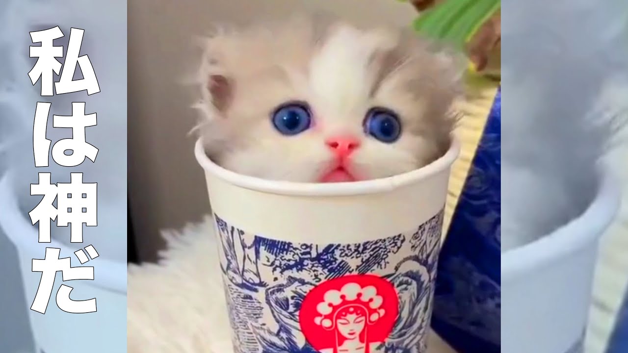 Cat God, Kawachii [dubbing] - YouTube