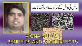 URAD/MASH DAL KE FAYDAY AOR NUQSANAT IN URDU/HINDI ,VIGNA MUNGO/BLACK GRAM BENEFITS AND SIDE EFFECTS