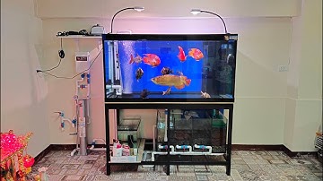 Tao เต๋าประชาอุทิศ 27 - สลับที่ตู้ปลา 60 กรอง 36 แทนที่ด้วยตู้ 72/2 ชั้น พร้อมงานระบบจบงานปลา Set 1