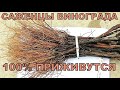 Виноград.  Обязательно сделайте это с саженцами перед посадкой!