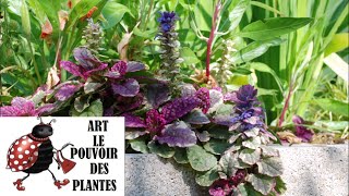 Tuto jardin: Taille et entretien: Ajuga reptans Burgundy Glow: Plante vivace