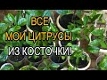 Лимоны из косточки.Полный обзор цитрусов из косточки