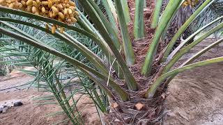 التعريف بنخلة برني العلا - م منصور المحمدي - Barni Aloula palm tree- www.ajwafarmsa.com