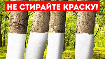 Почему некоторые деревья окрашены в белый цвет + 11 неочевидных причин